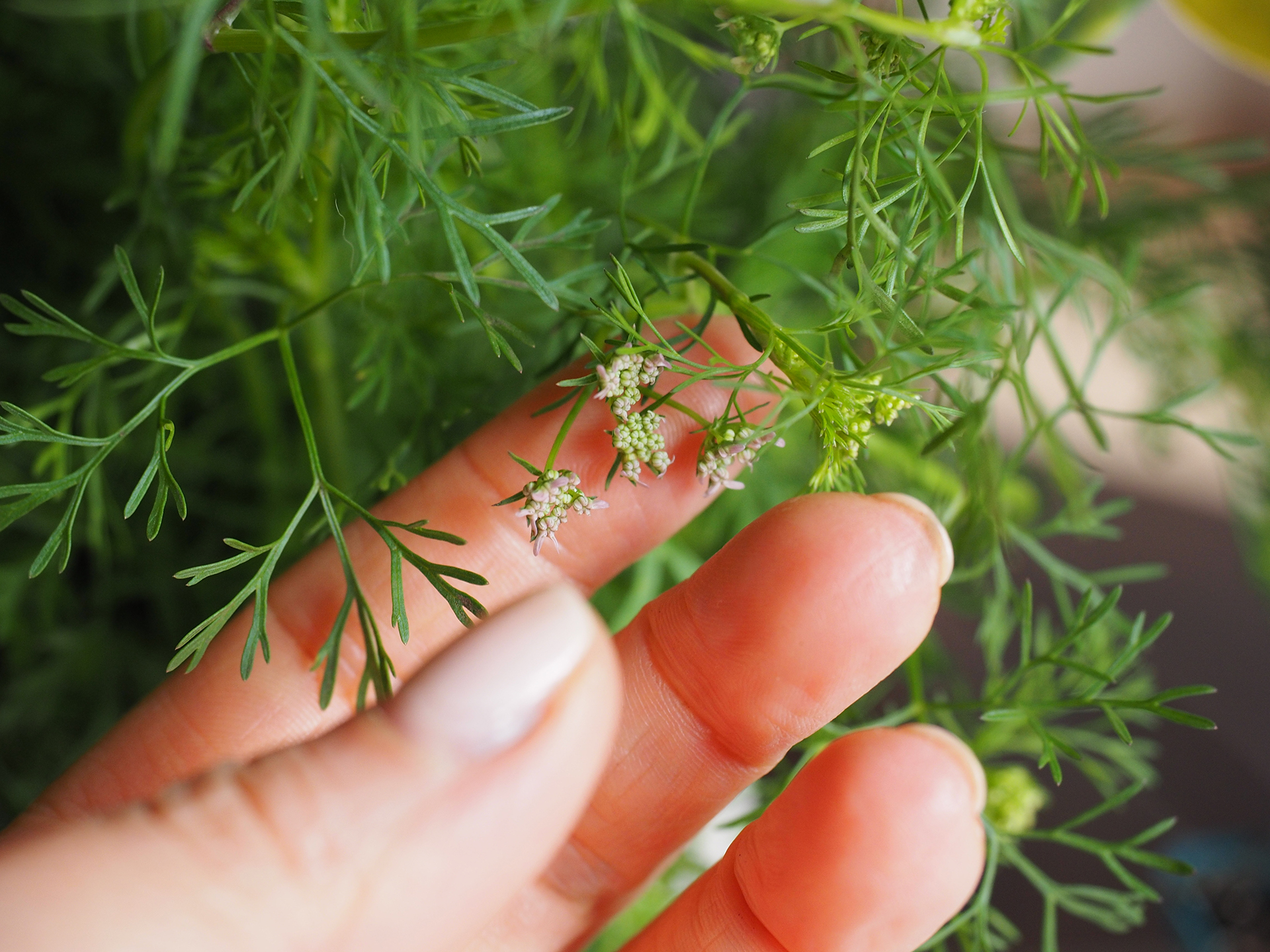 Ervas aromáticas ideais para cultivo em ambientes fechados