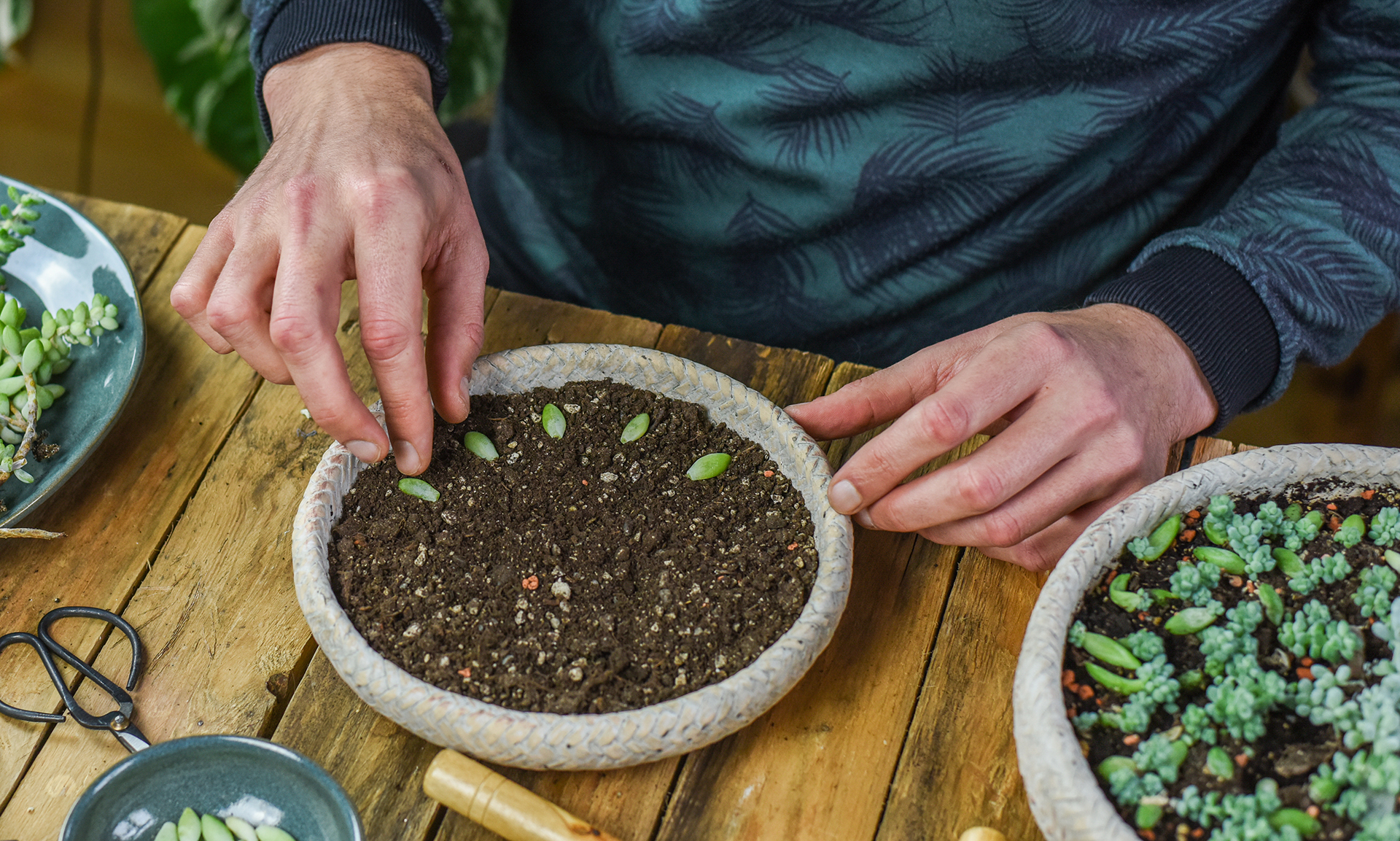 Como escolher o solo certo para diferentes tipos de plantas de interior