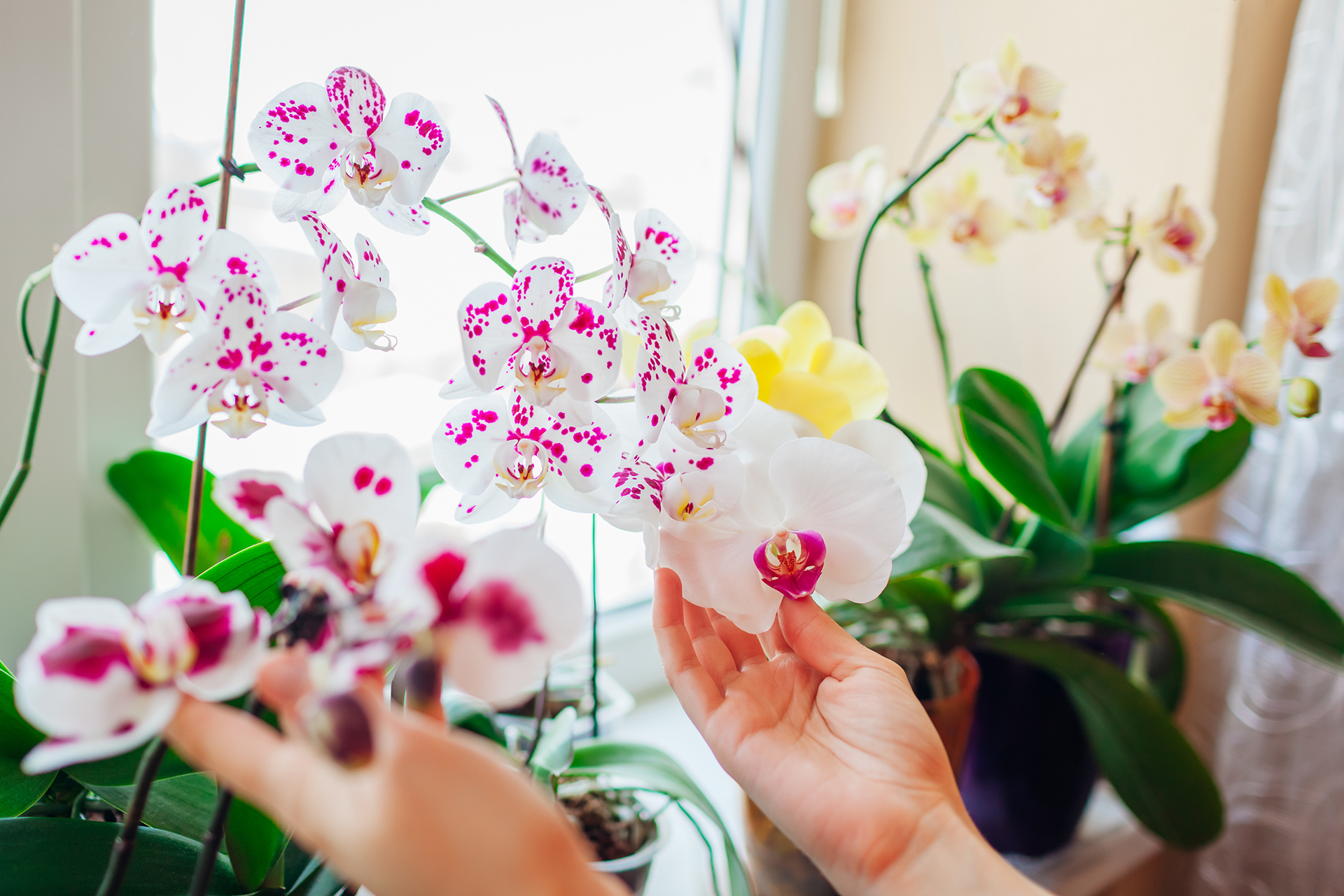 Diferenças entre plantas de baixa e alta manutenção: Qual escolher?