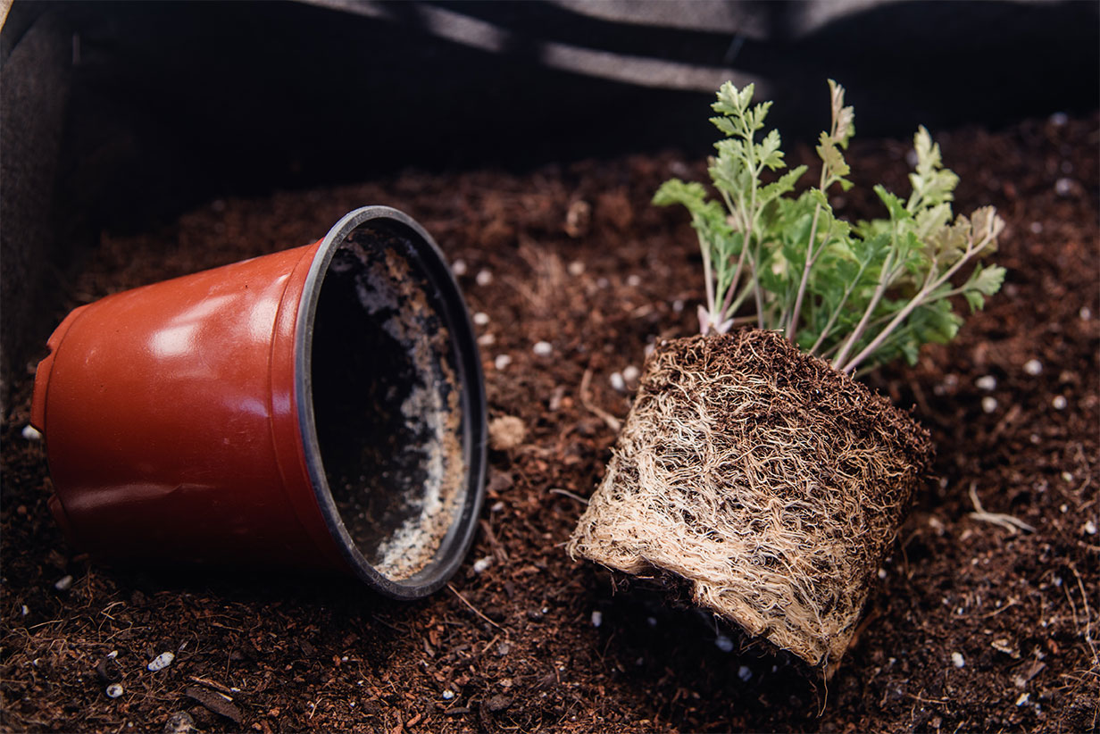 Tipos de solo para cultivo em vasos: como escolher o ideal