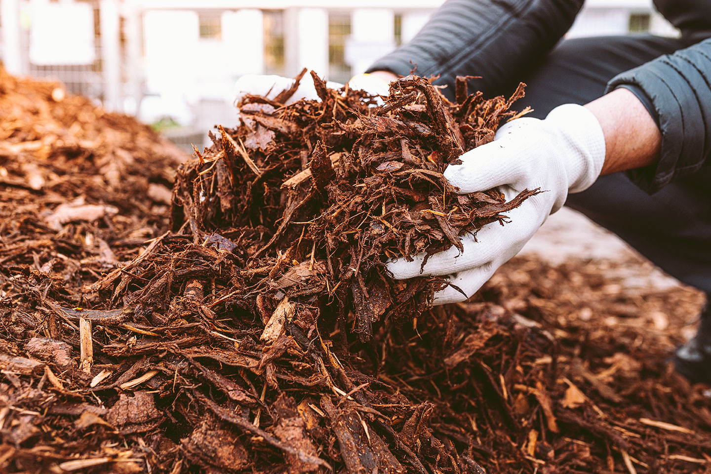 Solo para plantas de interior: mitos e verdades