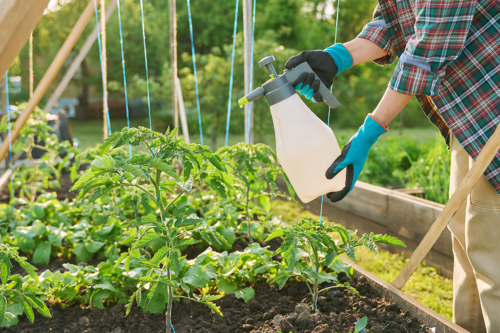 Como fazer adubação foliar e quando usá-la