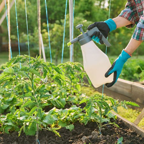 Como fazer adubação foliar e quando usá-la