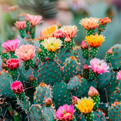 Cactos floridos: espécies, dicas de floração e cuidados específicos