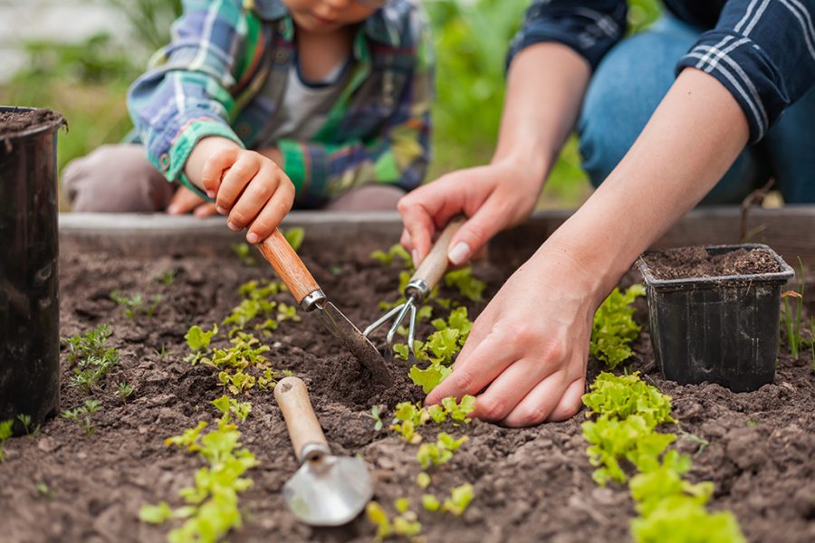 Como limpar e conservar suas ferramentas de jardinagem por mais tempo