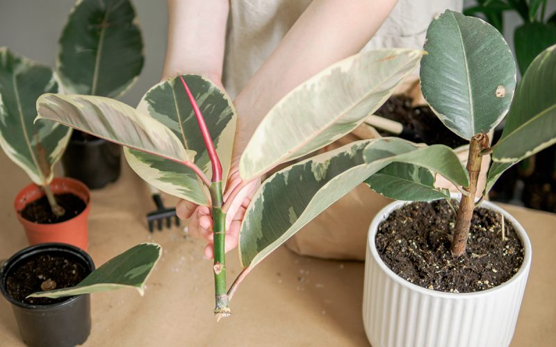 Dicas para propagar plantas com estacas: Guia prático para iniciantes
