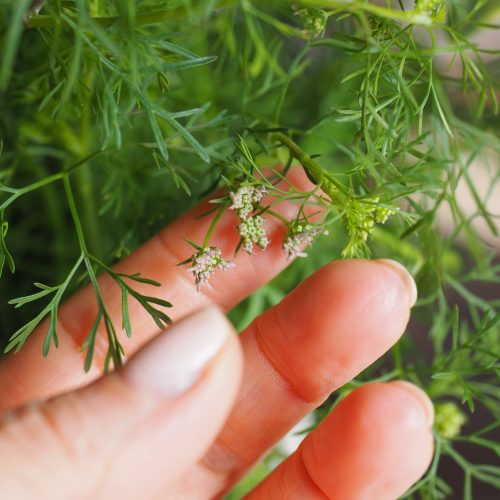 Ervas aromáticas ideais para cultivo em ambientes fechados