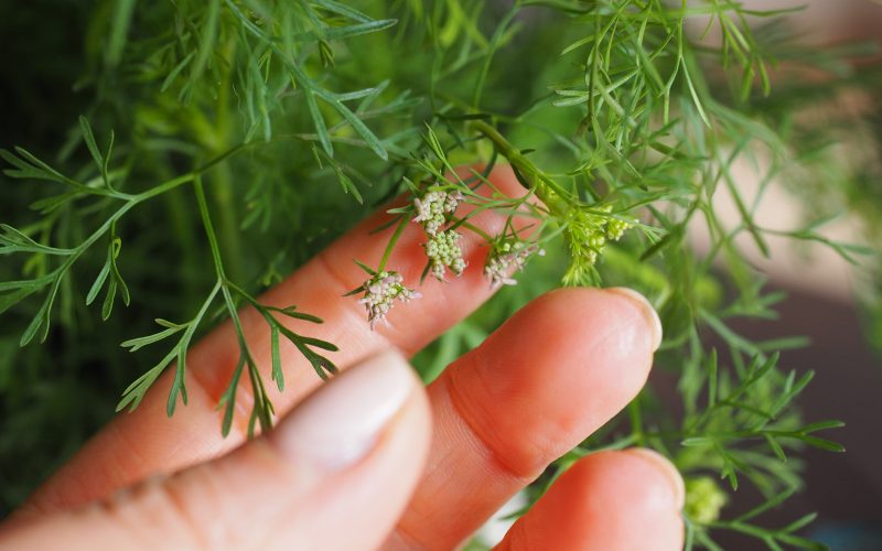 Ervas aromáticas ideais para cultivo em ambientes fechados