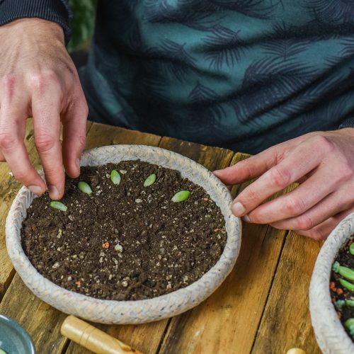 Como escolher o solo certo para diferentes tipos de plantas de interior