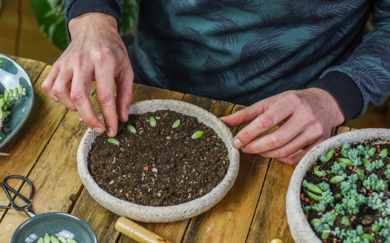 Como escolher o solo certo para diferentes tipos de plantas de interior