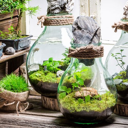 Criação de mini jardins em vidro: Técnicas e inspirações para terrários