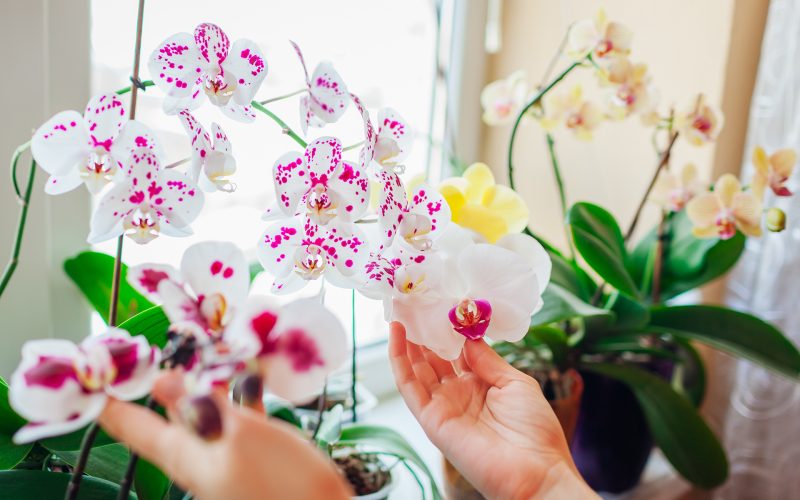 Diferenças entre plantas de baixa e alta manutenção: Qual escolher?