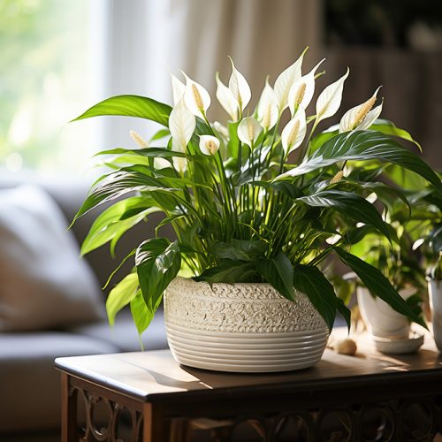 Plantas que purificam o ar: Benefícios e como integrá-las na decoração