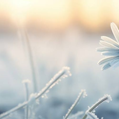 Plantas resistentes ao frio: como preparar seu jardim para o inverno