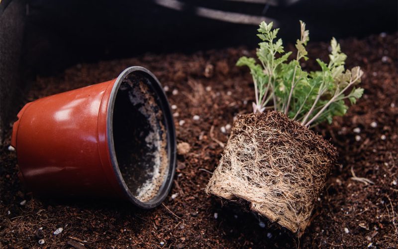Tipos de solo para cultivo em vasos: como escolher o ideal