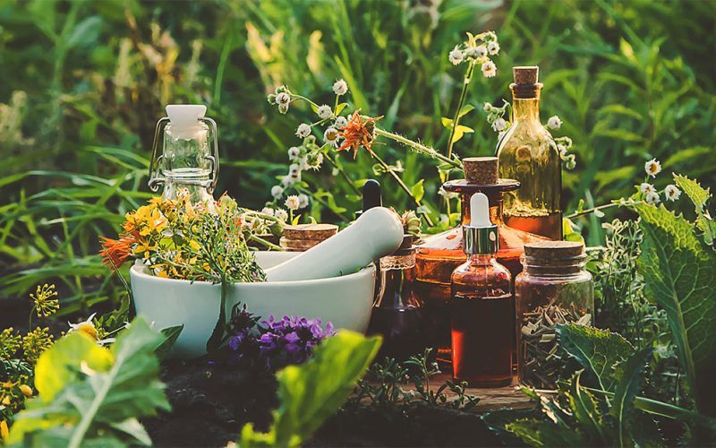 Como cultivar e organizar plantas medicinais em casa