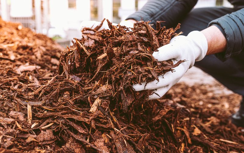 Solo para plantas de interior: mitos e verdades