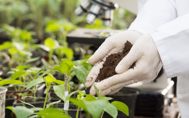 Substratos sustentáveis: alternativas de solo para jardins urbanos